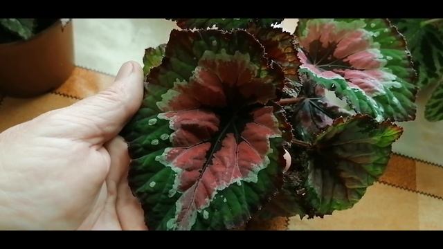 Обзор коллекции бегоний декоративно лиственных смотреть онлайн