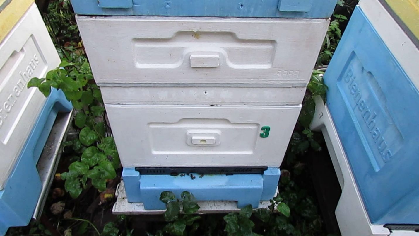 в пчелиной семье маточники, скоро медосбор, что сделать чтобы пчелы на мед сработали.