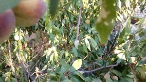 Выращивание персика в среднем Поволжье