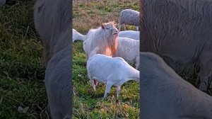 Зааненский козёл-производитель. "Грязное животное".
