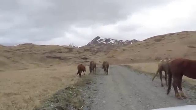 VISITING WITH THE FERALS смотреть онлайн