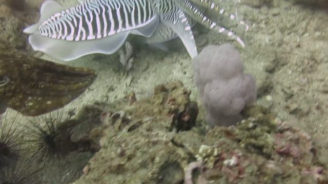 Каракатицы смотреть онлайн