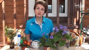 Как выращивать комнатную примулу