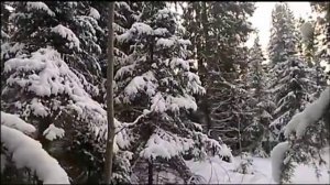 Проверка капканов на куницу. Зайцы, рысь, лось.