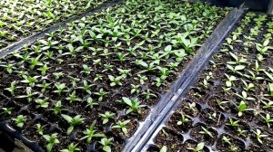 Чем удобрять рассаду эустомы