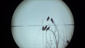 Crow hunting-Охота на Сорок Ворон! Качество 240FPS