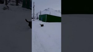 Брошенные собаки🐕
Чукотка🏔