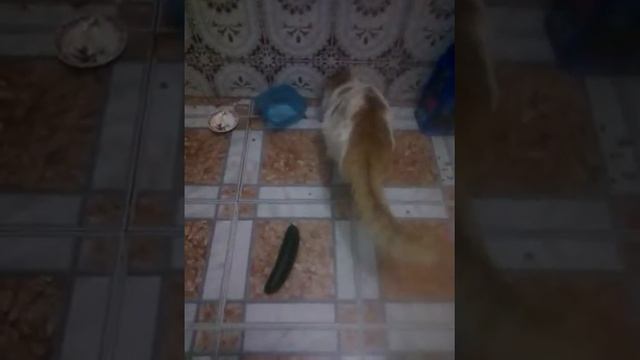 Raïss-Cats vs Cucumber