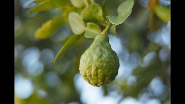 Сахарный Диабет 2-типа Неалкогольная жировая болезнь печени Бергамот Испанский артишок