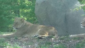 Les lions du zoo de vincennes ( 1 )