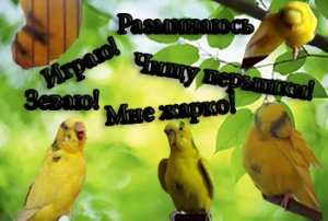 Как понять попугая Язык тела волнистого попугая! Как понять попугая по его поведению. Часть 2