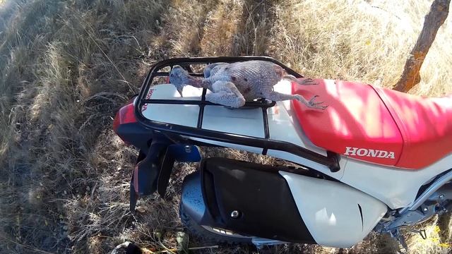 Бюджетные дробовые патроны для охоты по перу смотреть онлайн