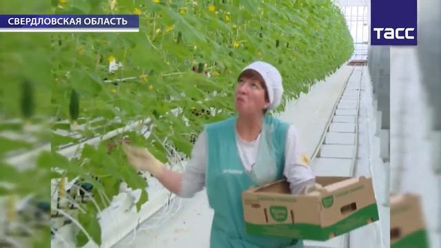 В Екатеринбурге "Тепличное" (входит в "УГМК-Агро") собрали урожай огурцов смотреть онлайн
