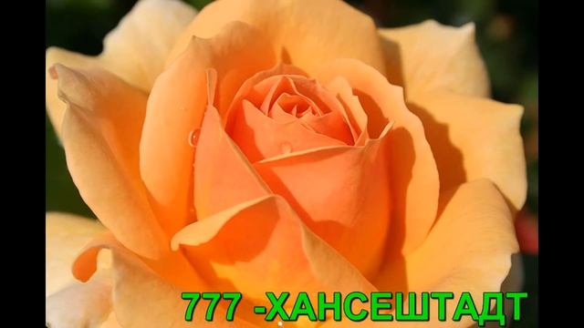 Флорибунда розы. РОЗЫ ОТ ТАТЬЯНЫ.