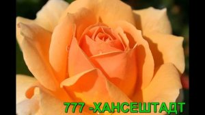 Флорибунда розы. РОЗЫ ОТ ТАТЬЯНЫ.