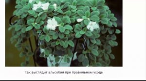 Альсобия  ЦВЕТЫ ДЛЯ ДОМА И САДА