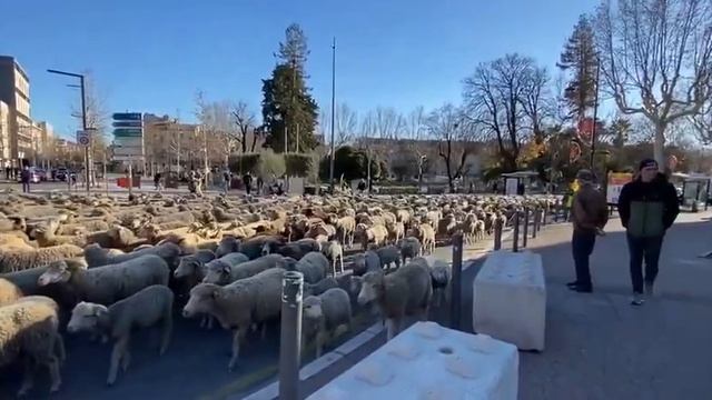 Они выпускают на улицы сотни овечек смотреть онлайн