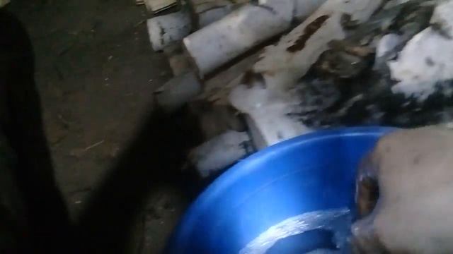 Размножение ежевики корневыми черенками. смотреть онлайн