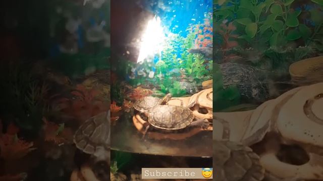 Красноухие черепахи. 3 часа ночи. Солнечные ванны. #shorts #turtles