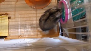 VLOG Что получилось у Кати. Распаковали новый ковёр