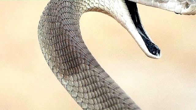 Интересные факты о черной мамбе.