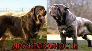 Кто сильнее!Испанский мастиф против неополитанского мастифа!//ANIMALS BATTLE BIT//