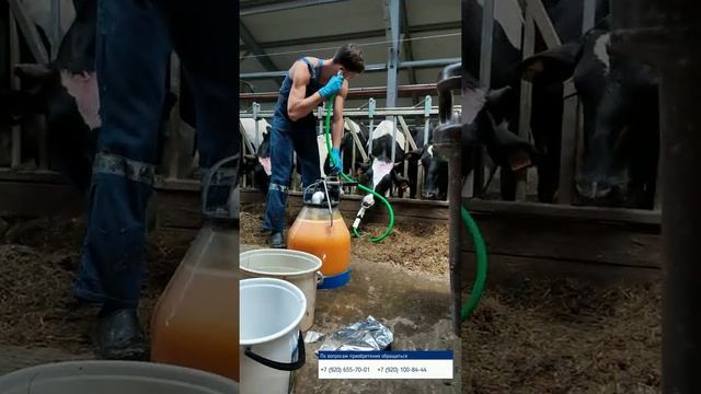 Профилактика смещения сычуга. Дренчер для выпойки коров "Хонда"