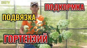 🌸 Шапки Цветов Размером с Ведро! 🤯 Моя Техника Подвязки и Подкормки Гортензии 🌺