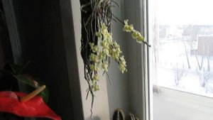 Цветение орхидеи шилошиста (Chiloschista viridiflava)