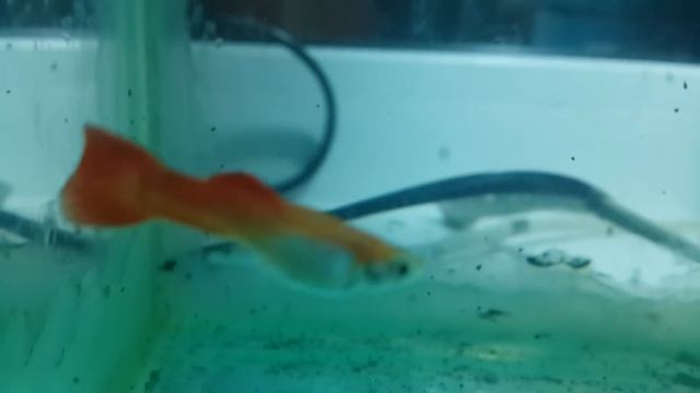 Самец Гуппи заболел манкой смотреть онлайн