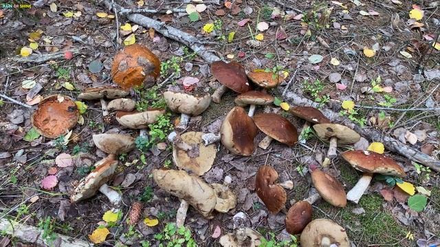 ? МОРЕ БЕЛЫХ ГРИБОВ! Плантация подосиновиков! МОЛОДЫЕ БОРОВИКИ! Mushrooms! Timelapse! ASMR! смотреть онлайн