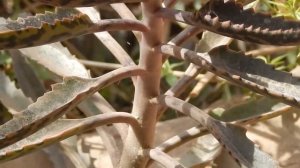 Kalanchoe daigremontiana, características y usos