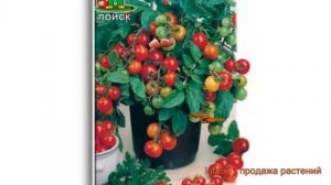 Томат обыкновенный Пиноккио (pinokkio) ? томат Пиноккио обзор: как сажать семена томата Пиноккио