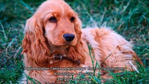 Клички для спаниелей мальчиков и девочек