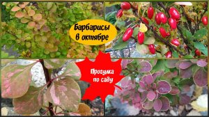 Барбарисы в октябре. Прогулка по саду.