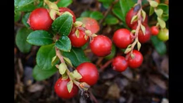 брусника заготовка хранение смотреть онлайн