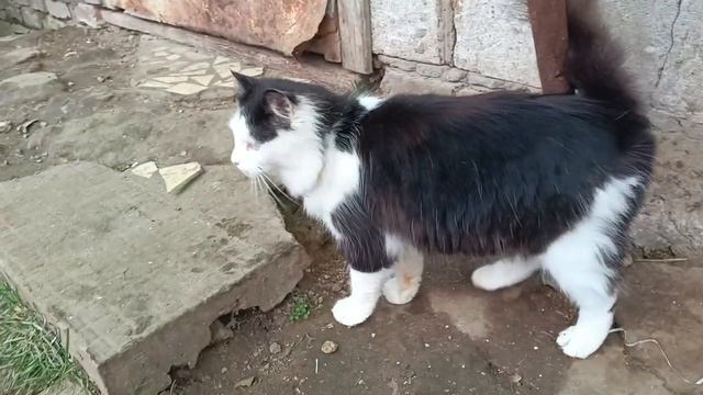 Ну что за беда, все неухоженные :( Горе хозяйка,может всех раздать?? смотреть онлайн