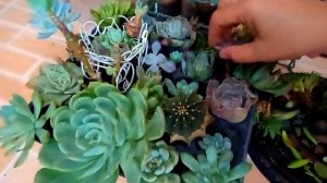 #280 Succulents Update l How to Treat Succulent Fungus and Root Rot... Succulent Davao