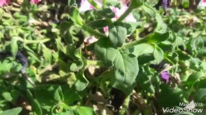 Collecting Petunia Seeds (hindi)