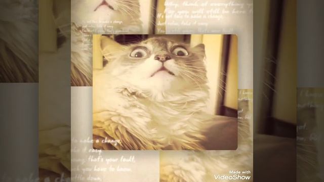 Ужас. Шок для кошки. Хозяин стал негром.... смотреть онлайн