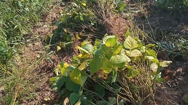 Фа- соль- фа- соль. Вот и выросла фасоль смотреть онлайн