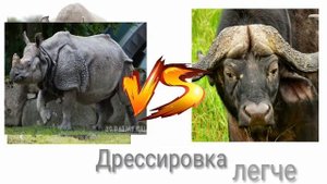 Индийский носорог против Афреканского буйвола  (кто же выйграет? ) ч.о.обьязательно