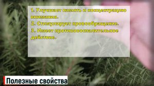 Розмарин Польза и Вред для организма человека (Кратко и Понятно!) | Лекарственные растения