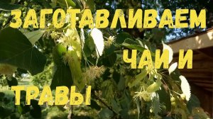 Летние заготовки чаёв и трав.