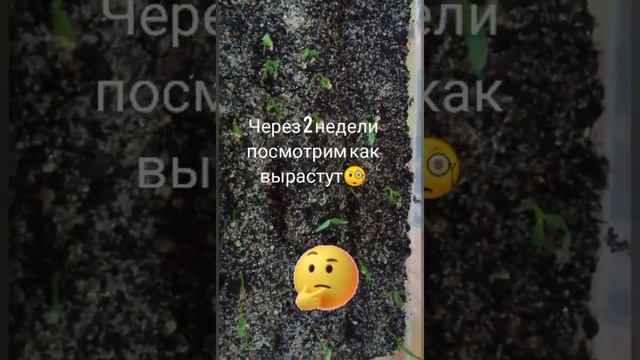 ЯГОДЫ ГОДЖИ ИЗ СЕМЯН. ДЕРЕЗА ОБЫКНОВЕННАЯ КРАСНЫЙ АЛМАЗ