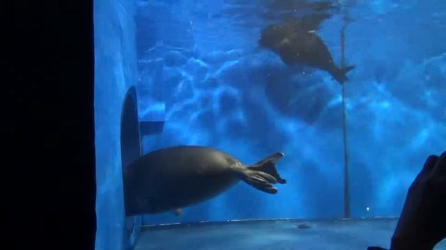 Музей Байкала в Листвянке. Нерпы смотреть онлайн