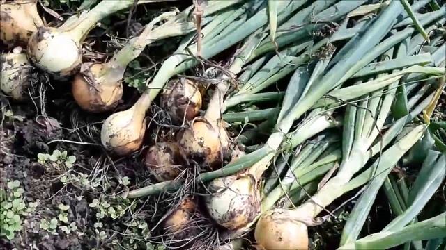 Когда убирать репчатый лук, как хранить лук