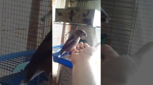 Как приручить лесную дикую птицу кушать из рук