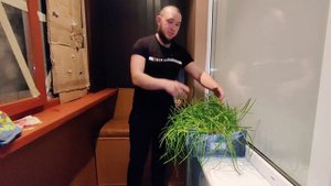 Этот лук точно даст перо I Лук на зелень I Лук на перо