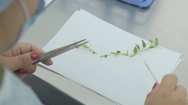 Видеоролик о микроклональном черенковании картофеля в условиях In Vitro